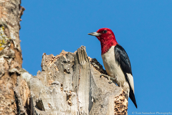 Woodpecker - Red Headed - IMG109__6600