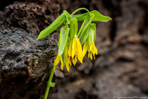 Lily - Bellwort - IMG108__4684