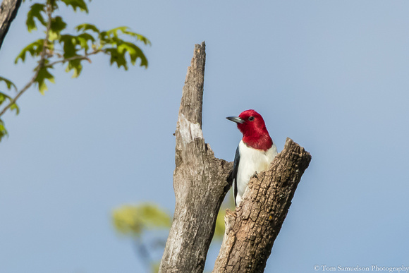 Woodpecker - Red Headed - IMG108__8617