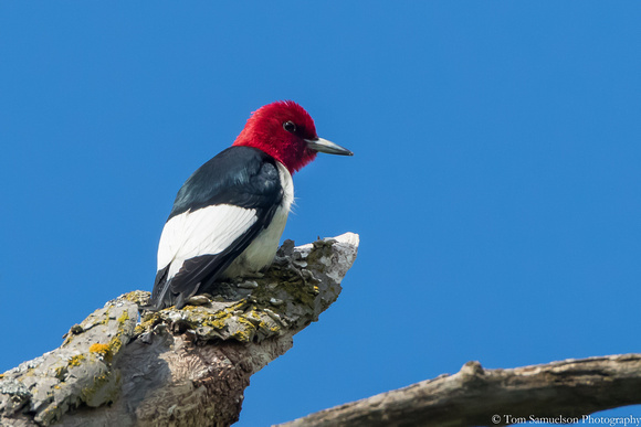 Woodpecker - Red Headed - IMG108__8570