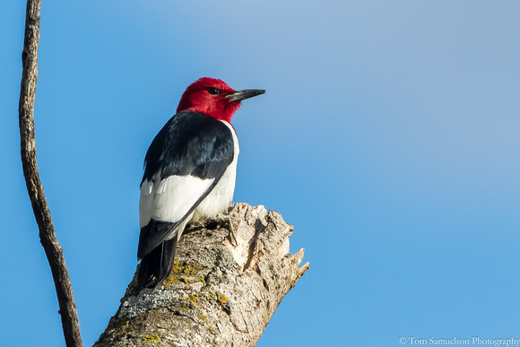 woodpecker - Red Headed - IMG108__8775