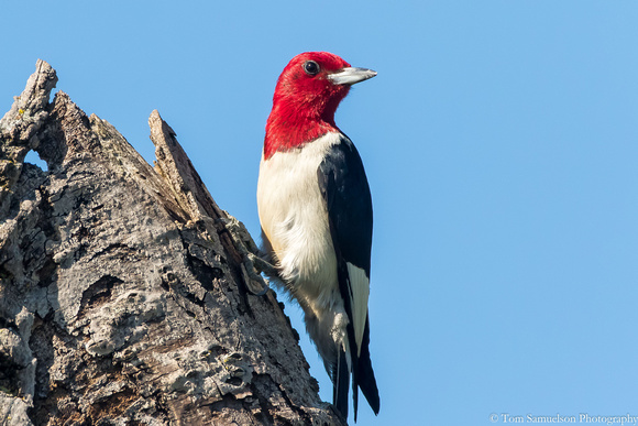 Woodpecker - Red Headed - IMG109__6693