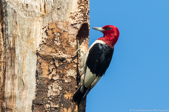 Woodpecker - Red Headed - IMG109__6594