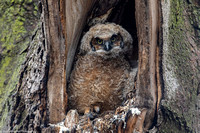 Owl - Great Horned - IMG131_0965