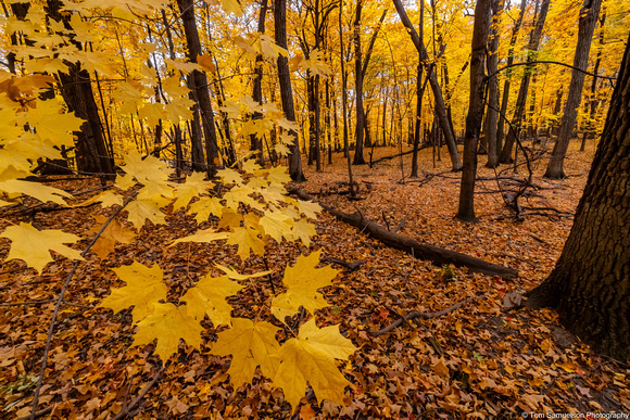 Fall- Deep Woods - IMG134_9007