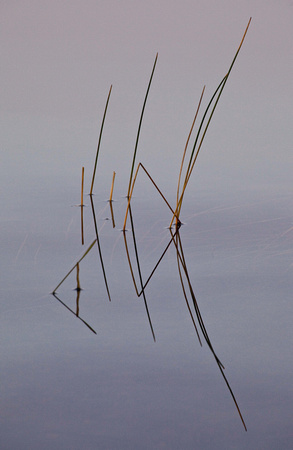 Reed Silhouette