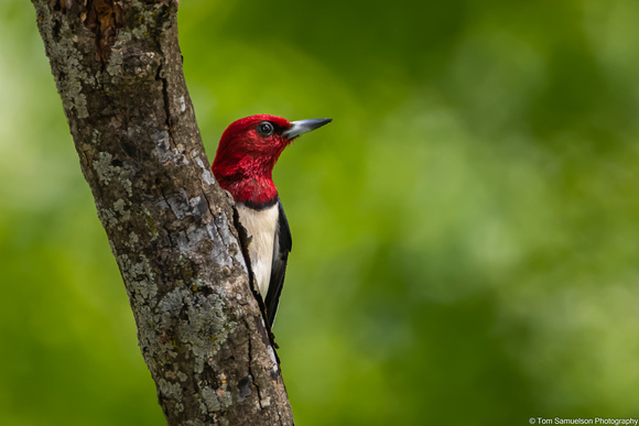 Woodpecker - Red Headed - IMG128_7933