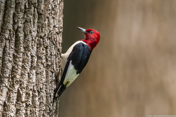 Woodpecker - Red Headed - IMG128_7912