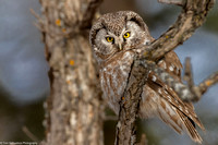 Owl - Boreal - IMG135_0571