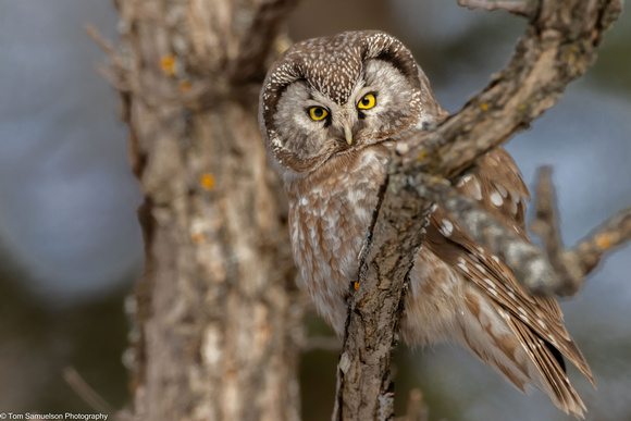 Owl - Boreal - IMG135_0571
