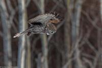 Owl - Great Gray - IMG135_6071