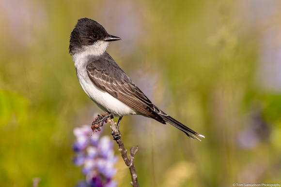 Kingbird - Eastern - IMG134_0709