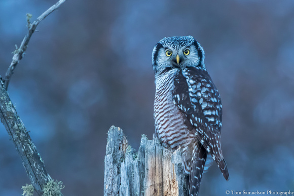 Owl - Northern Hawk - IMG122_5526