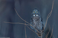 Owl - Great Gray - IMG135_6172
