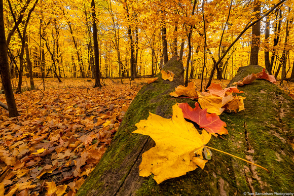Fall- Deep Woods - IMG134_9019