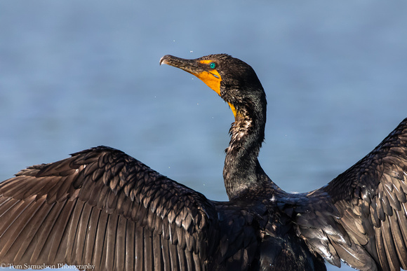 Cormorant - Double Crested - IMG125_5537