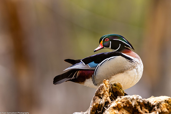 Duck -Wood - IMG133_8210