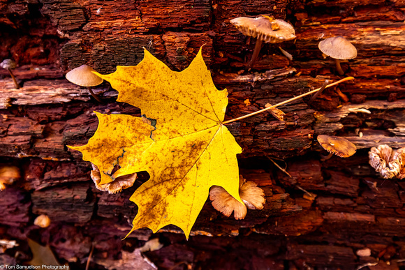 Fall - Old Growth Woods - IMG133_1080