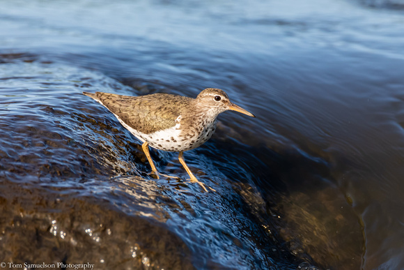 Sandpiper - Spotted - IMG125_6570