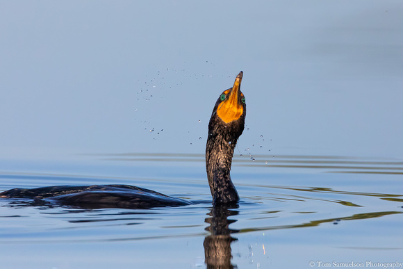 Cormorant - Double Crested - IMG125_6235
