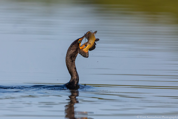 Cormorant - Double Crested - IMG125_6251