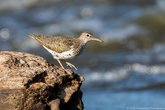 Sandpiper - Spotted - IMG125_6426