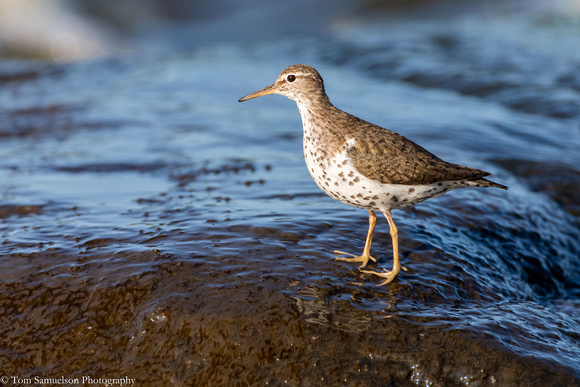 Sandpiper - Spotted - IMG125_6609
