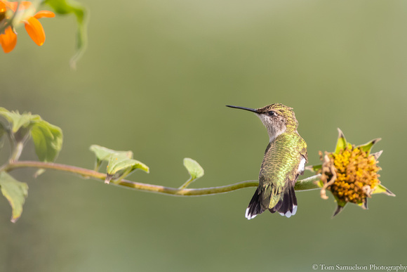 Hummingbird - Ruby Throated - IMG125_7637
