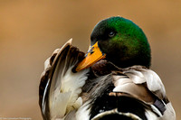 Duck - Mallard - IMG135_4341