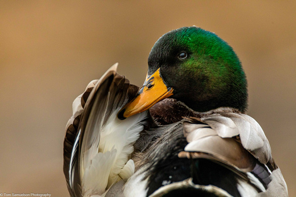 Duck - Mallard - IMG135_4341