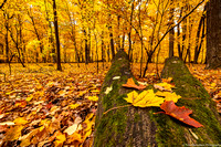 Fall - Old Growth Woods - IMG133_1121