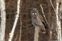 Owl - Great Gray - IMG135_6007