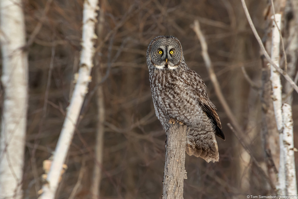 Owl - Great Gray - IMG135_6007
