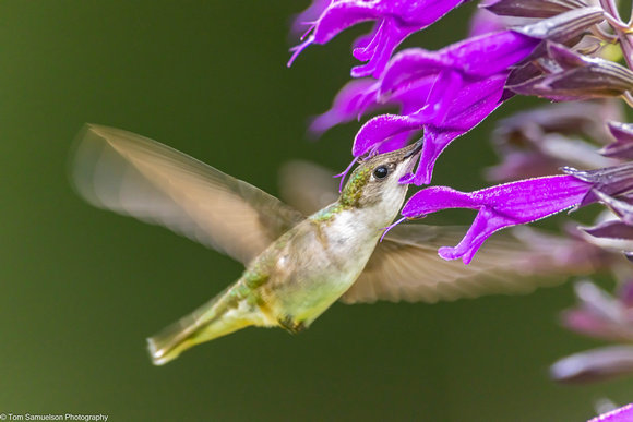 Hummingbird - Ruby Throated - IMG134_3780