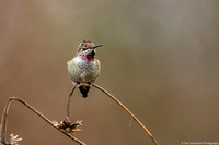 Hummingbird- Annas - IMG133_1294