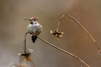 Hummingbird- Annas - IMG133_1271