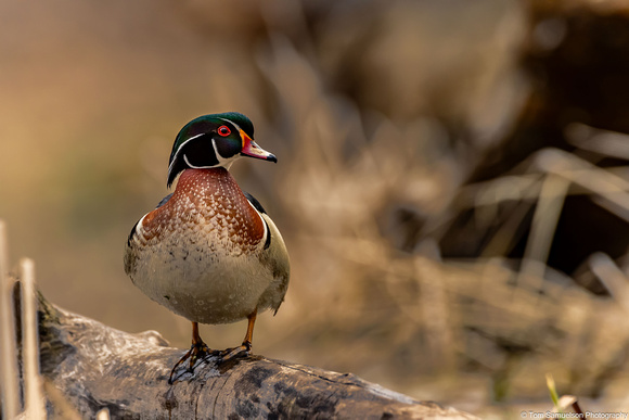 Duck - Wood - IMG135_2359