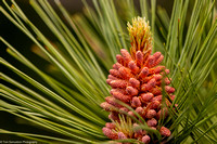 Pine - Norway - IMG135_5796