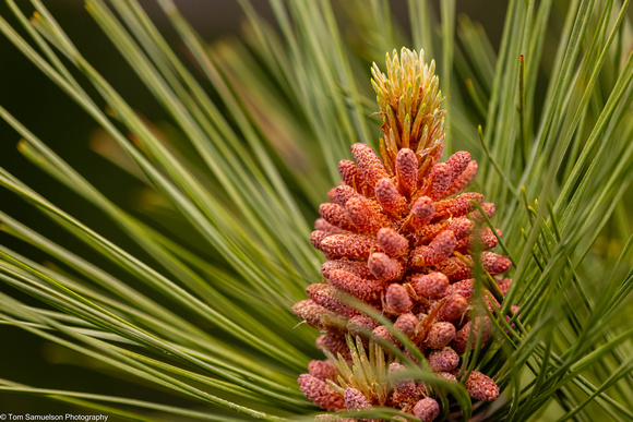 Pine - Norway - IMG135_5796