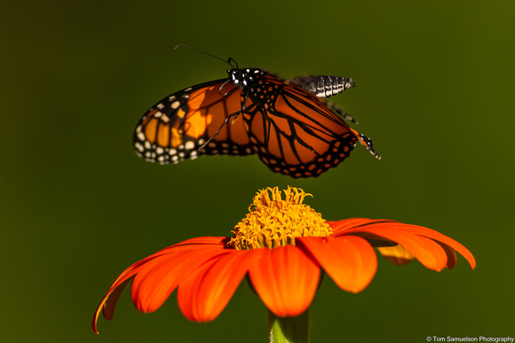 Butterfly - Monarch - IMG134_6302