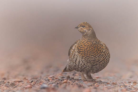 Grouse - Spruce - IMG134_8835