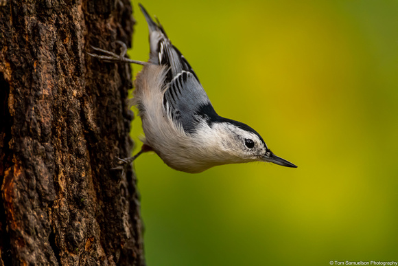 Nuthatch - White Greasted -  IMG129_2383