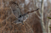 Owl - Great Gray - IMG135_6079