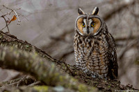 Owl - Long Eared - IMG133_2057