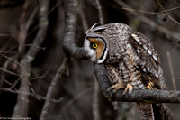 Owl - Long Eared - IMG133_2301