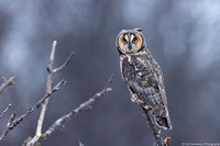 Owl - Long Eared - IMG133_2325