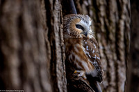 Owl - Saw Whet - IMG133_2732