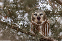Owl - Saw Whet - IMG133_2434