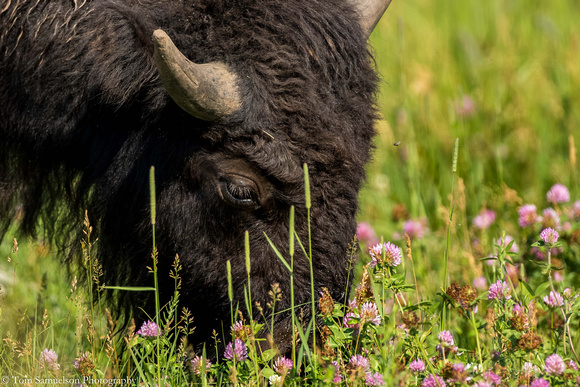 Bison - American - IMG104__9769