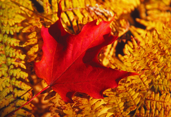 Maple Leaf on Fern